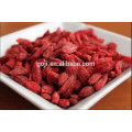 Free Sample 750granule/50g Goji Berry With Best Price